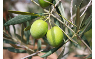 ¿Qué es la acidez del aceite de oliva virgen extra?